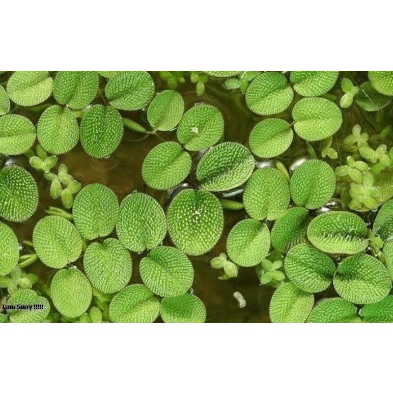 Bèo tai chuột trang trí và lọc nước bể thủy sinh cá cảnh