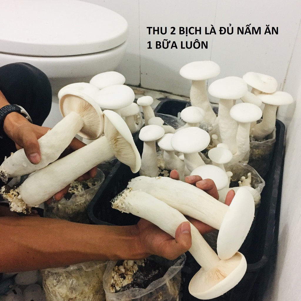 10 PHÔI NẤM MIKKY NẤM SỮA