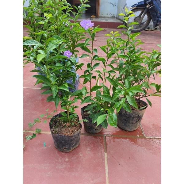 Cây nhài nhật nhỡ bầu to cao 40cm
