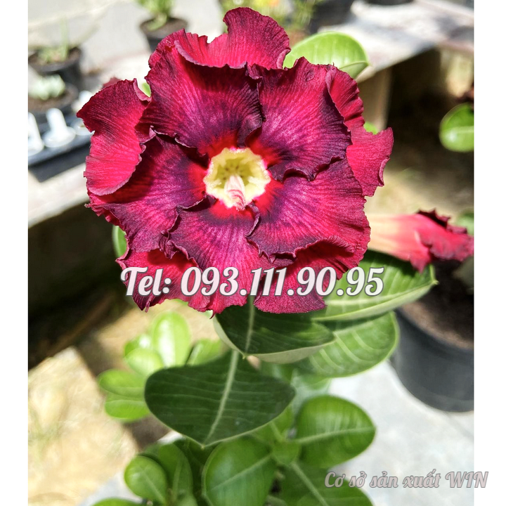 Hạt giống hoa sứ kép nhiều tầng màu đỏ sẫm giống Ấn Độ - Bịch 10 hạt – Mã số 1777