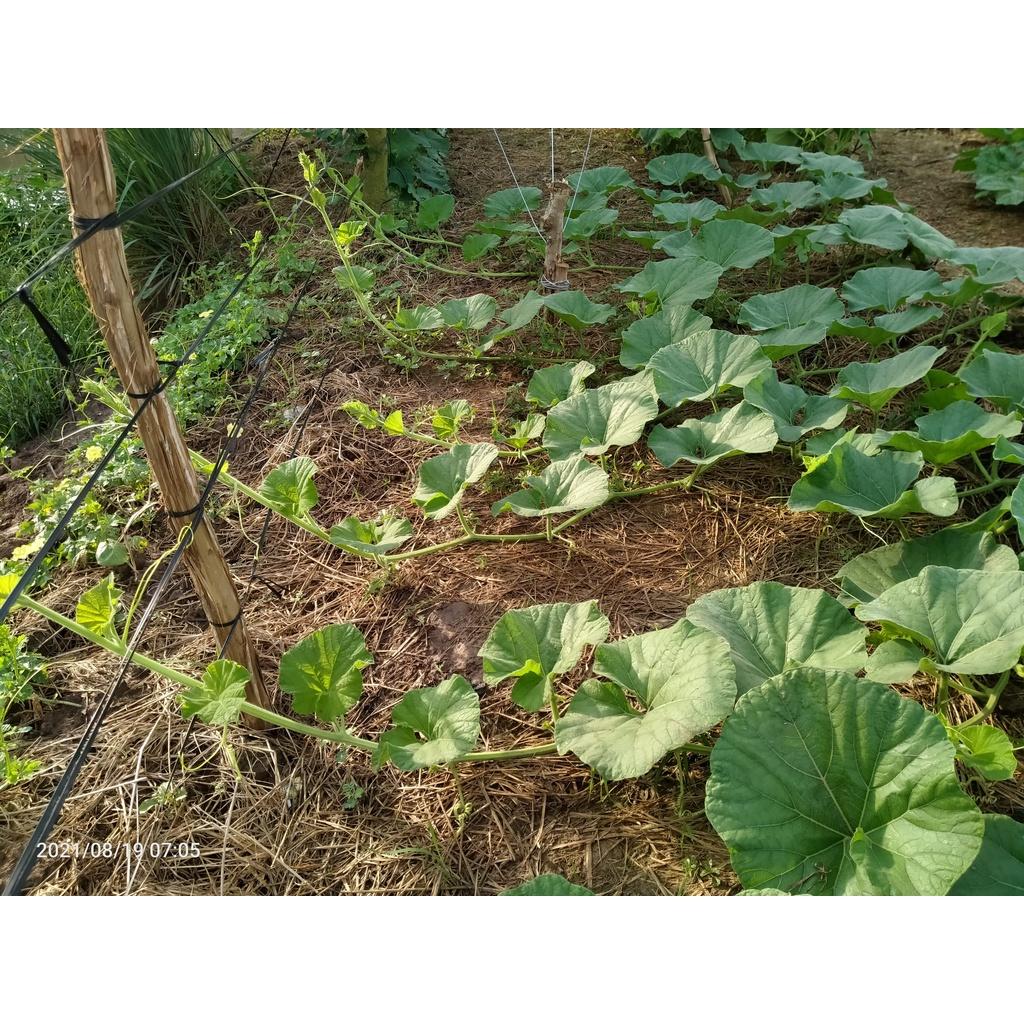 Hạt Giống Bầu Xị Cao Sản - 646F1 -