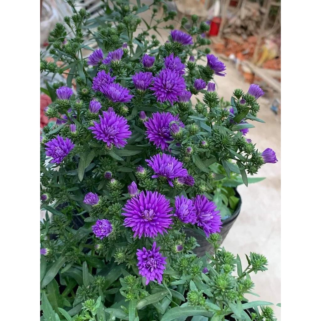 Hoa thạch thảo kép lùn siêu hoa đủ màu - cây giống nhỏ ươm bầu