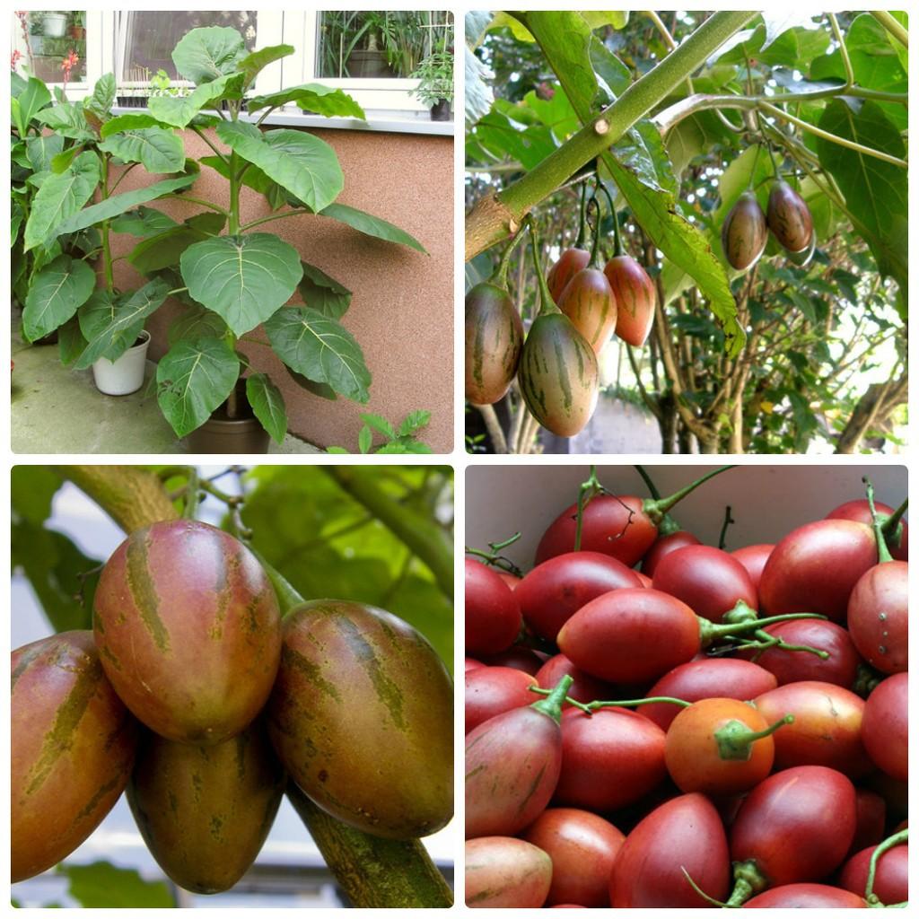 Hạt Giống Cà Chua Thân Gỗ Tamarillo 10 hạt/gói