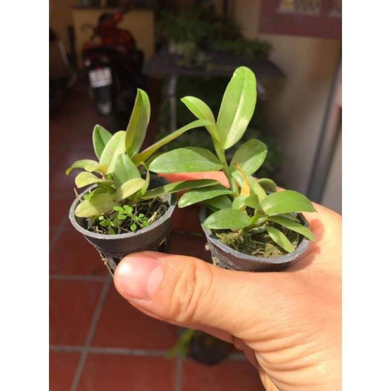 Nù tam bố cây giống