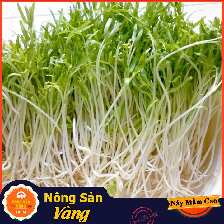 Hạt giống Rau Mầm Rau Muống ( Gói 100 Gram ) - Nông Sản Vàng