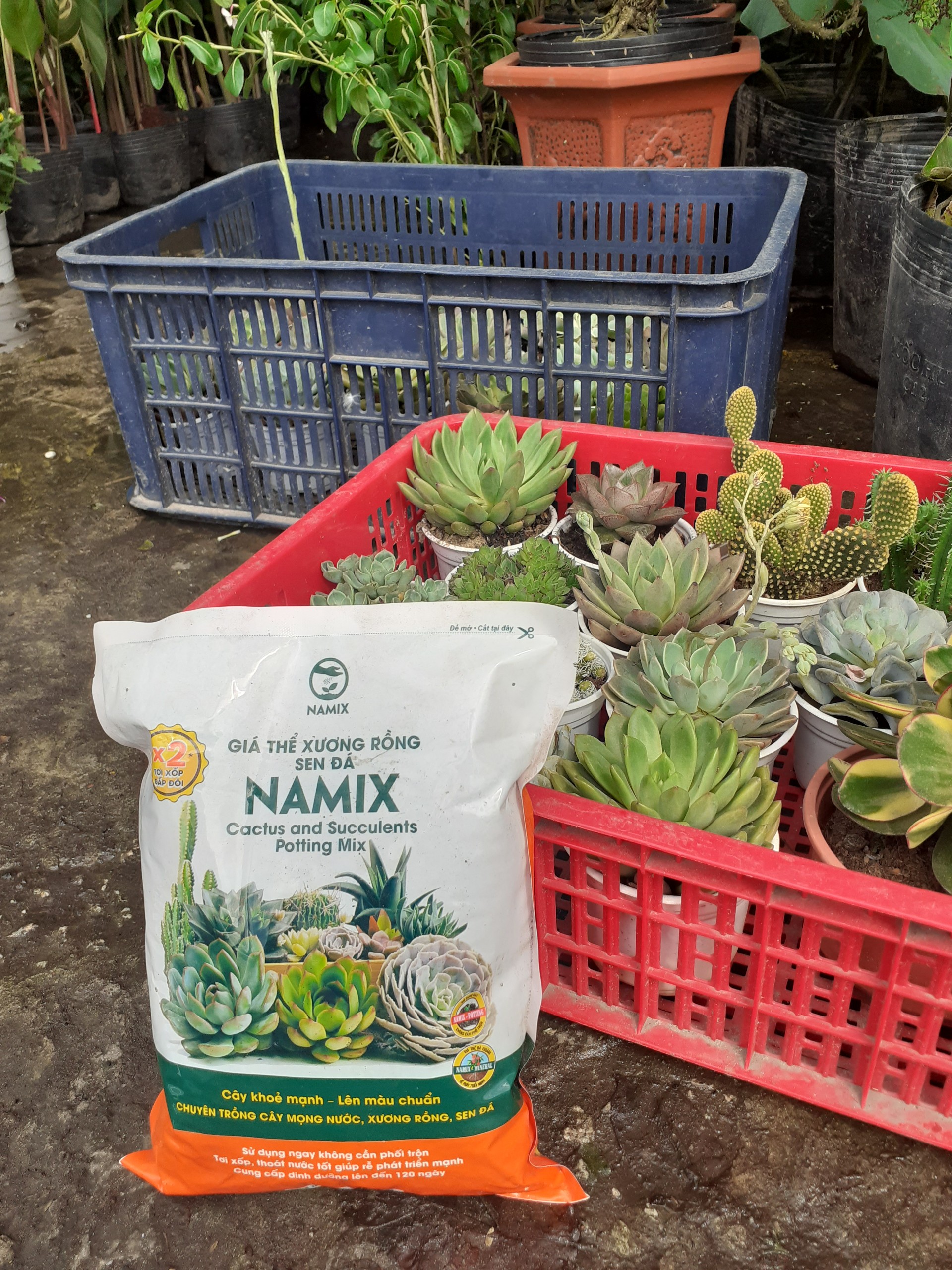 Giá thể xương rồng và sen đá NAMIX túi 2dm3 .