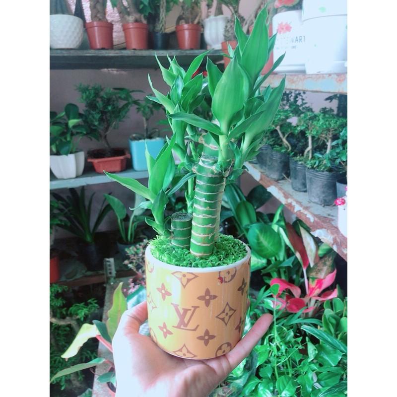 Chậu Trúc Phát Tài