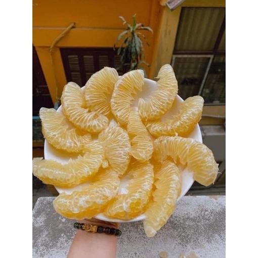 Cây Giống Bưởi Diễn