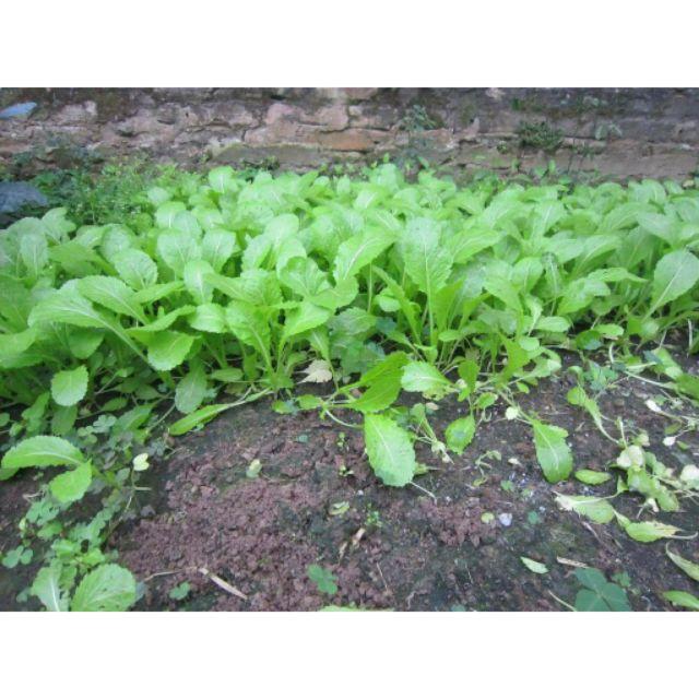 20g Hạt giống cải Mơ Hoàng Mai Cao Sản