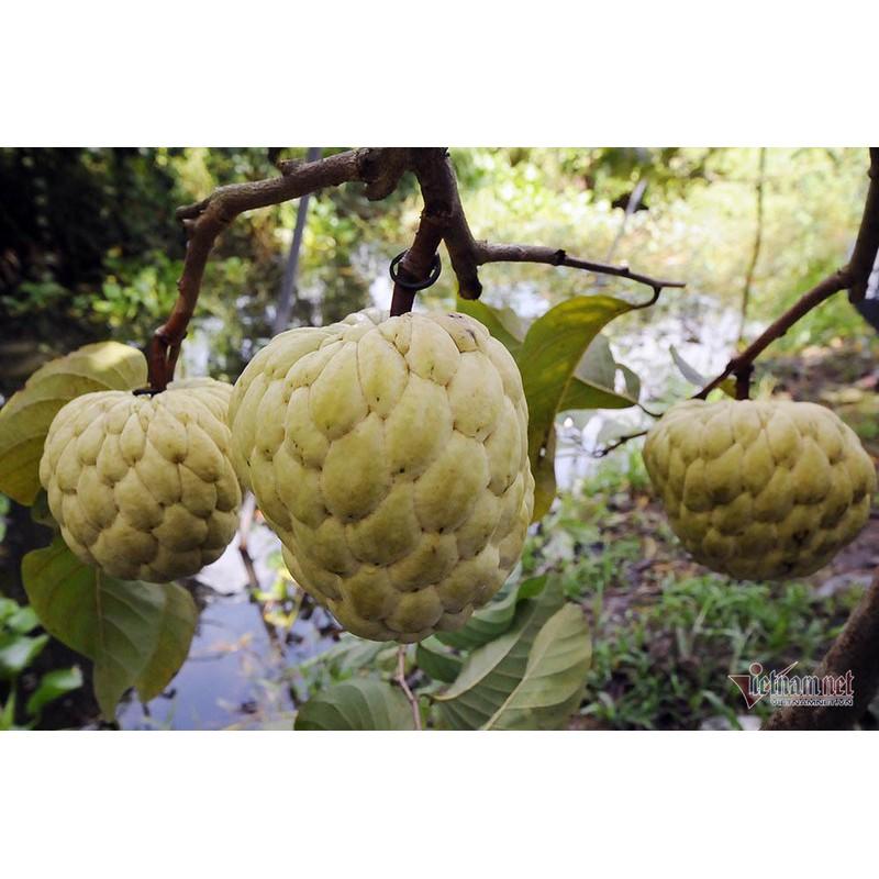 Cây Giống Na Vàng Úc