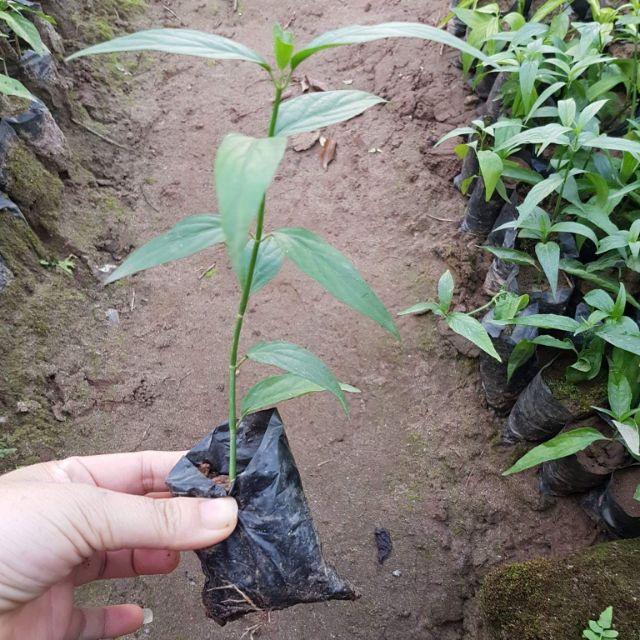 Bầu cây giống rau mảnh cộng - bầu giống nhỏ