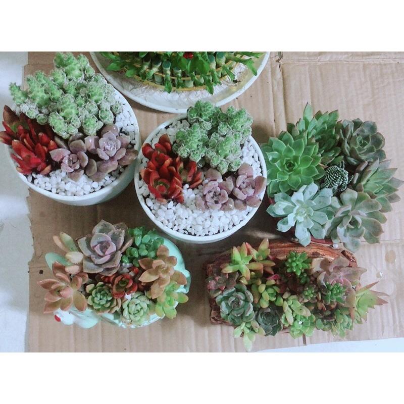 Chậu Sen Đá Tiểu Cảnh