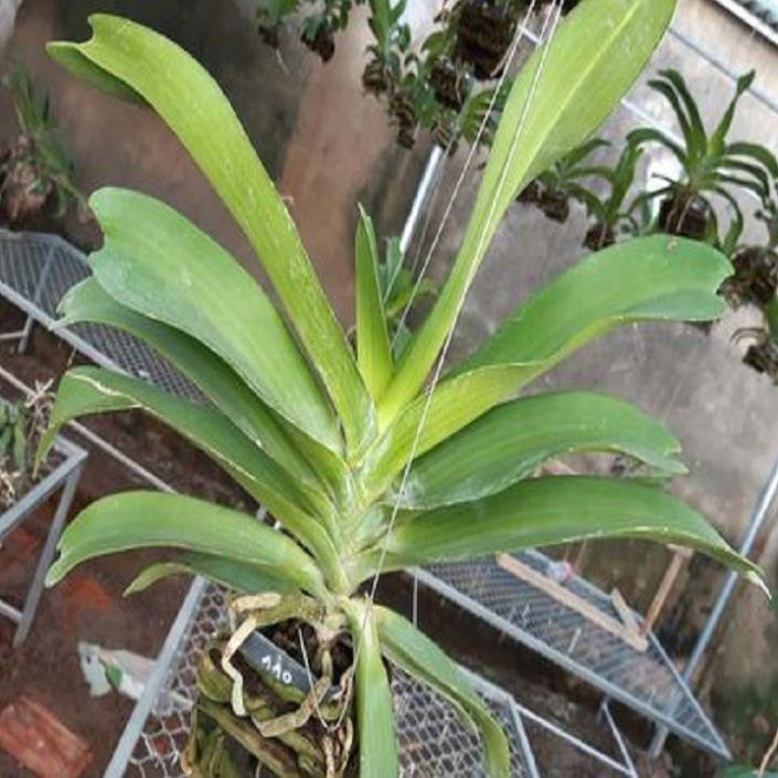 Hoa lan giáng hương ngọc điểm trắng