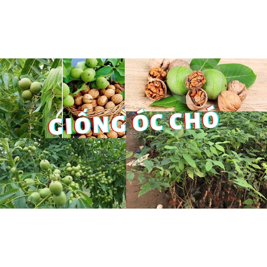 giống cây óc chó nếp - cây giống nhỏ