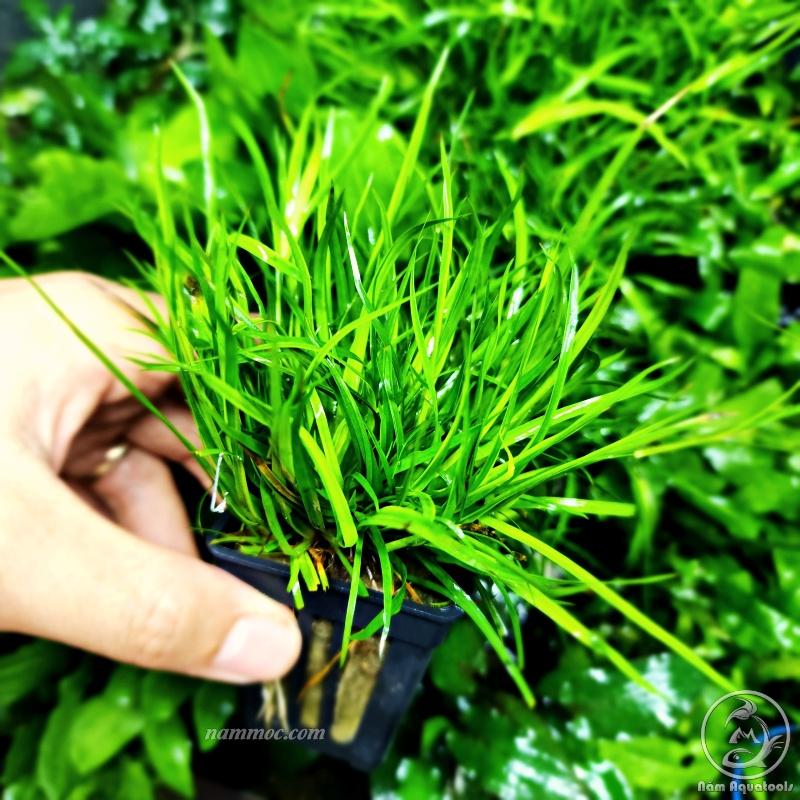 Cỏ Bắp Mỹ Thuỷ Sinh | Cây Thuỷ Sinh Trung và Hậu Cảnh
