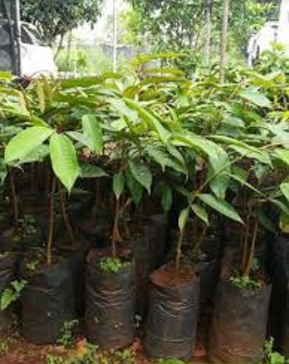 Cây SẦU RIÊNG MUSANG KING ghép bầu cực to, siêu sai quả, vị ngọt thơm, giá trị kinh tế cao