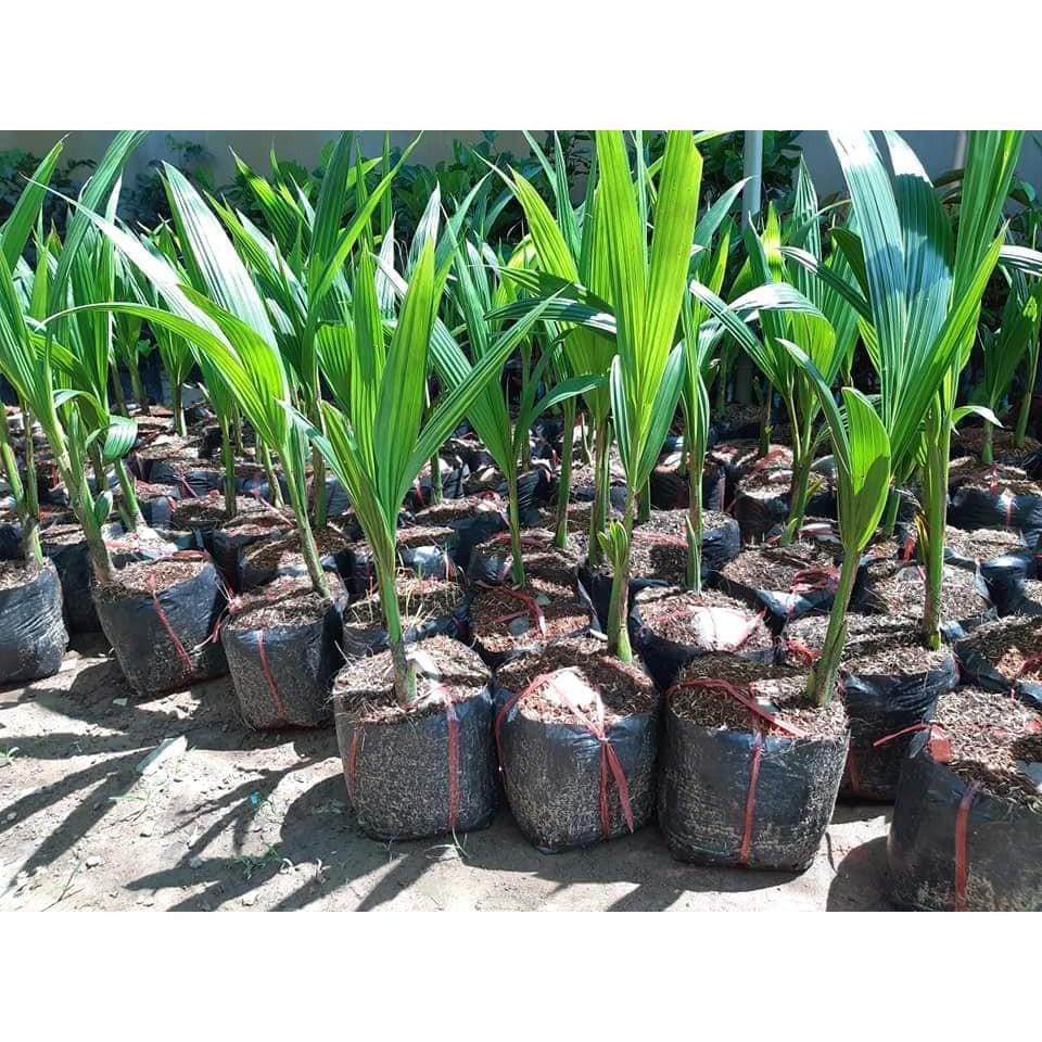 Cây giống dừa xiêm lùn