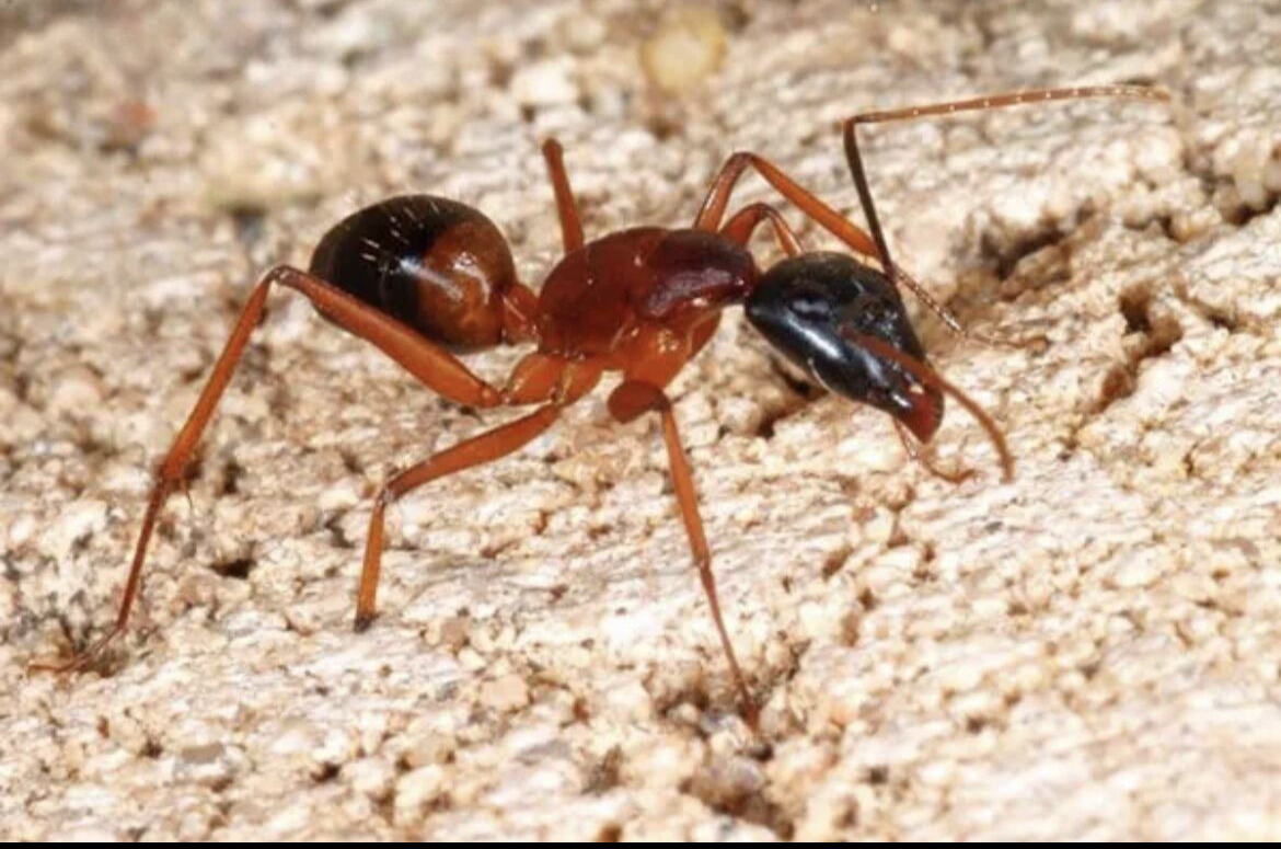 BPALATOX 100EC - Chế phẩm diệt kiến, bọ trĩ, sâu gây hại cây trồng