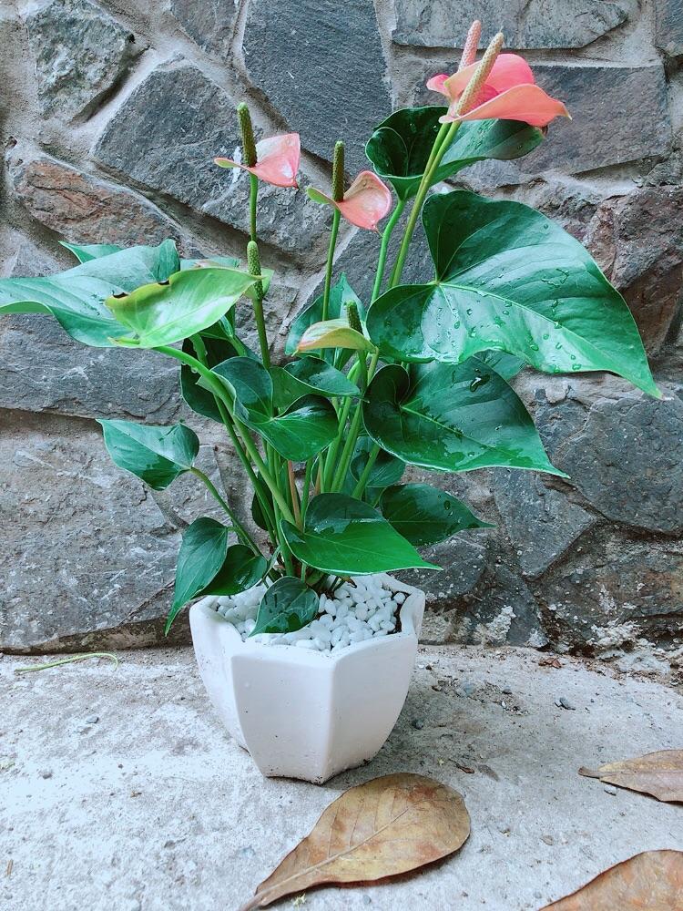 Chậu Cây Hồng Môn Hồng