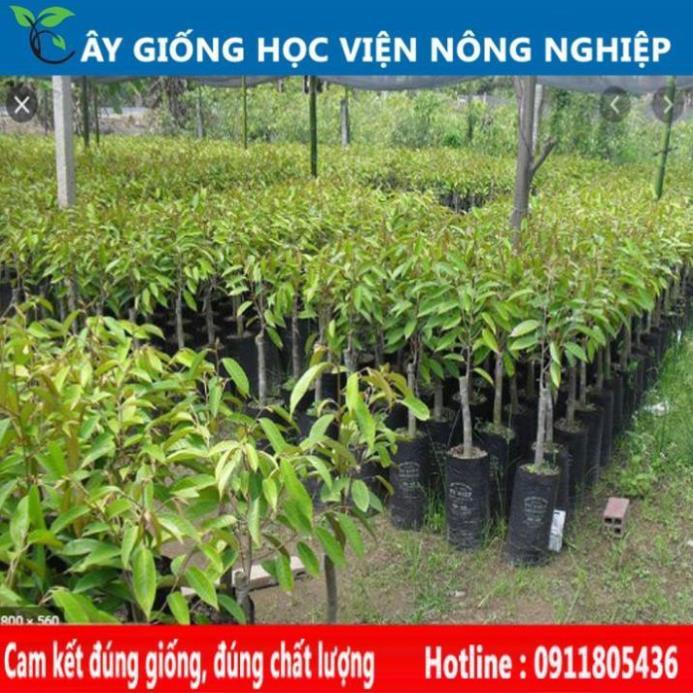 Sản phẩm Cây Ăn Trái cây sầu riêng năng suất cao- cây ăn quả