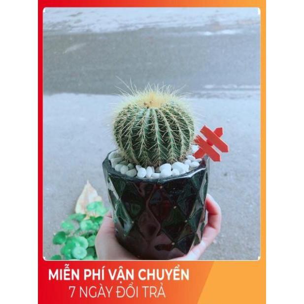 Chậu Xương Rồng Trạng Nguyên