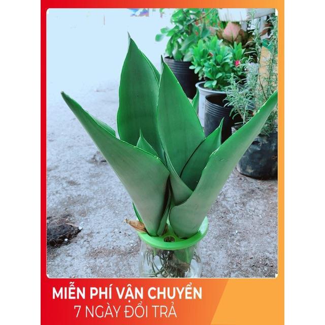 Chậu Lưỡi Hổ Thuỷ Sinh