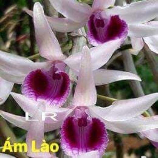 Phong lan Phi điệp ám lào