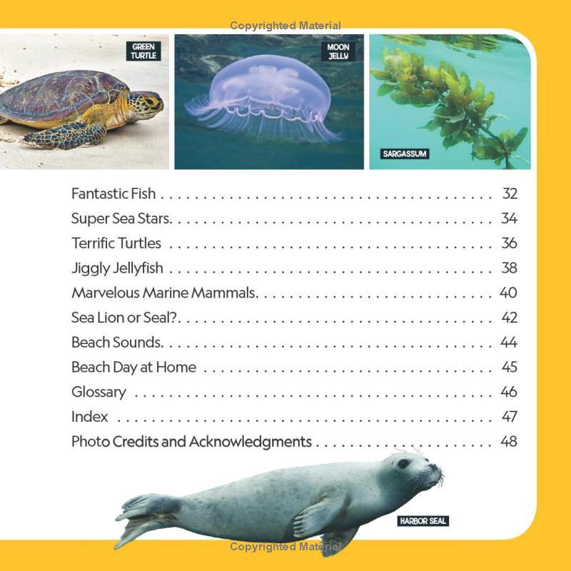 Sách ngoại văn: Little Kids First Nature Guide - Explore The Beach