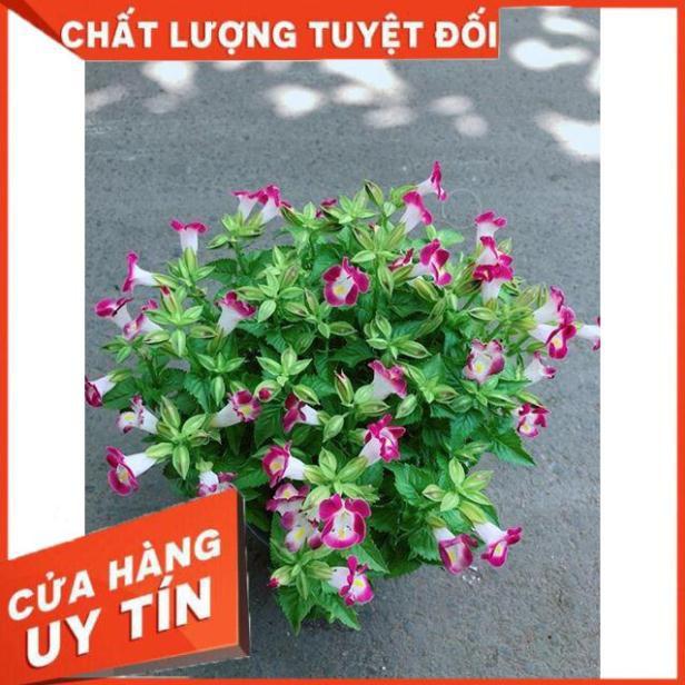 Hoa Ban Sê Đỏ