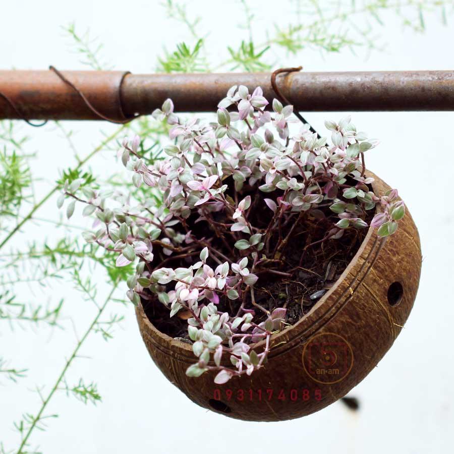 Gáo dừa thô TRỒNG LAN I CÂY CẢNH