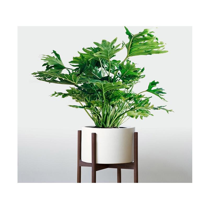 CHẬU CÂY TRẦU BÀ CÁNH PHƯỢNG - chậu to