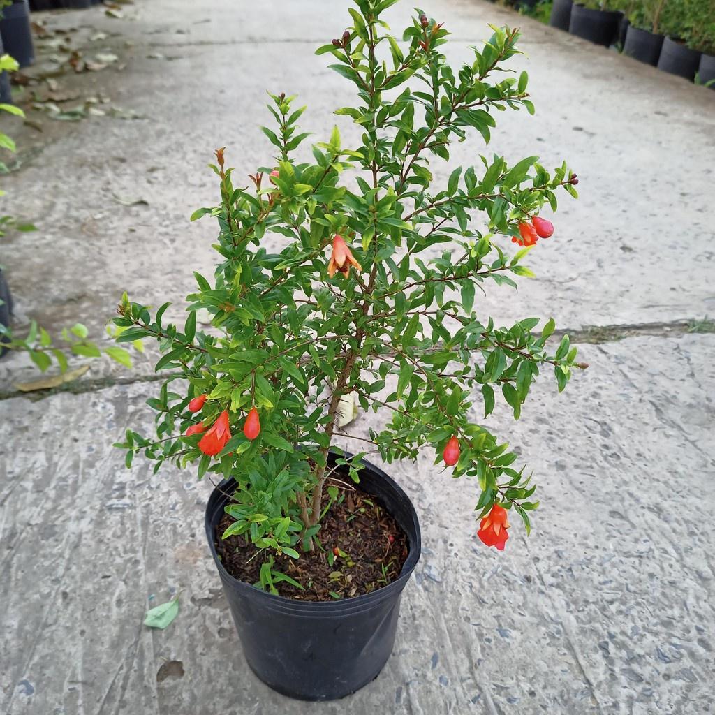 Cây lựu đỏ lùn Thái bonsai mini- cây sẵn hoa và quả