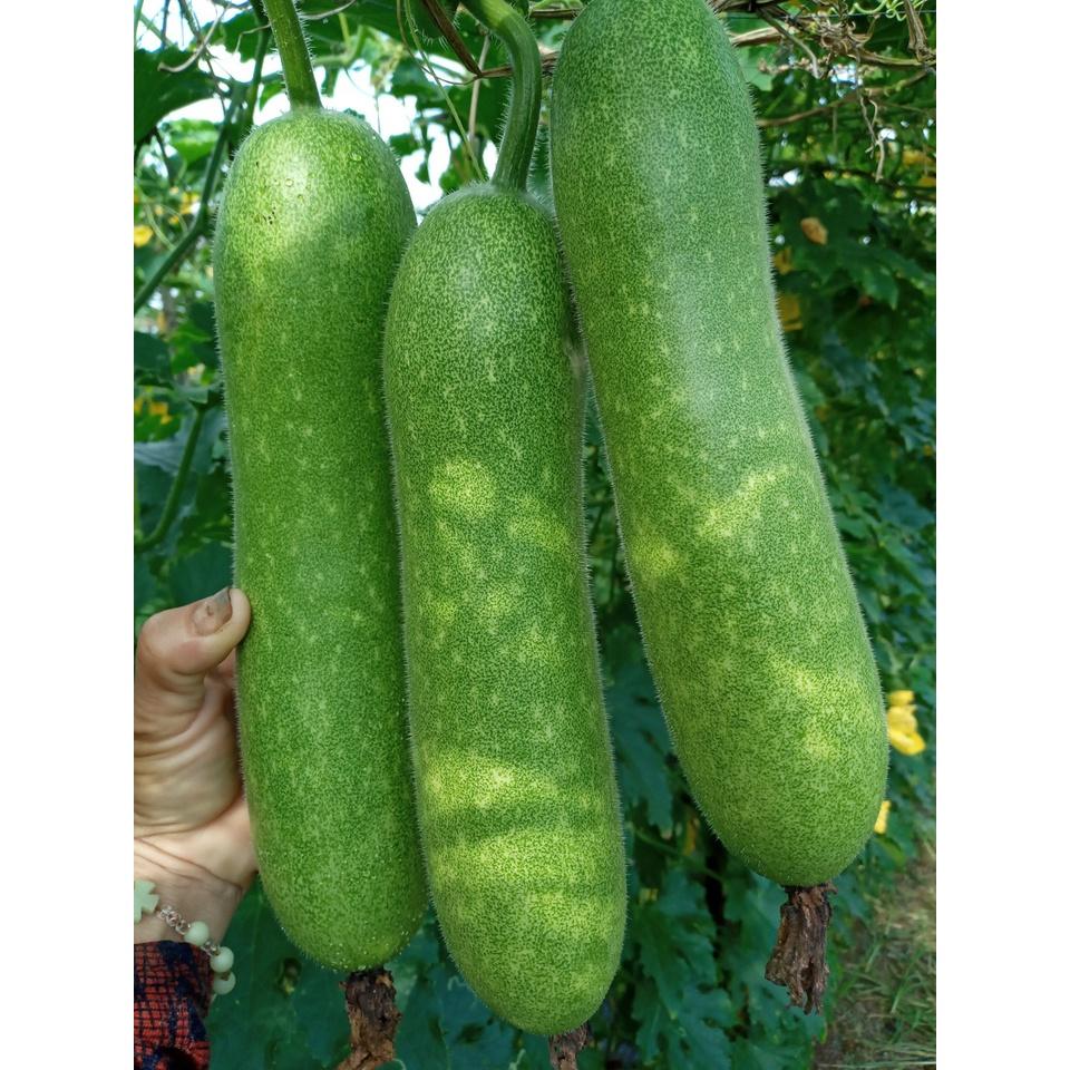 Hạt Giống bí đao chanh lai F1 - Agri Wax Gourd 999