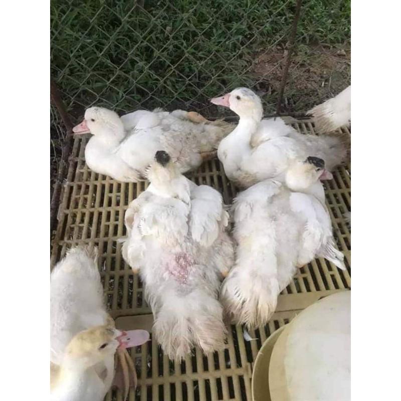 SIÊU MỌC LÔNG CHỐNG CẮN MỔ VẬT NUÔI 1KG/gói