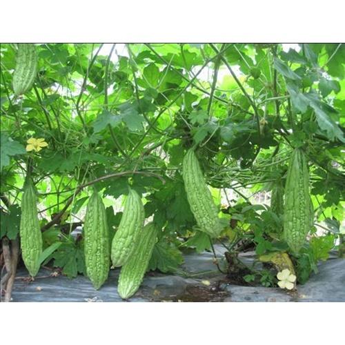 Hạt giống Khổ qua F1 , đóng gói 10 hạt