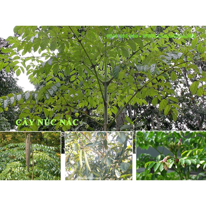 CÂY GIỐNG NÚC NÁC RỪNG.