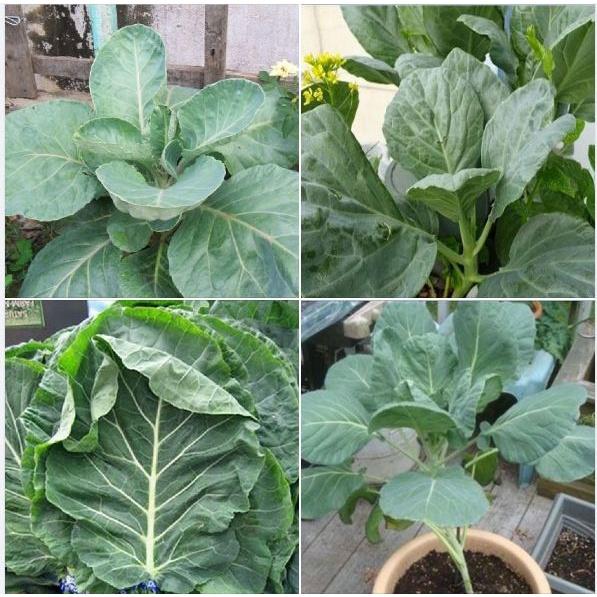 Hạt Giống Cải Rổ - Gói 1kg