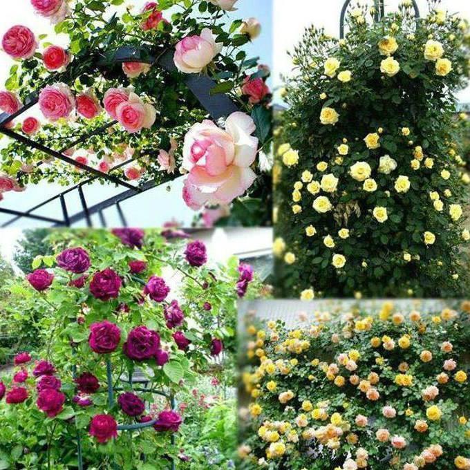 Bộ 2 gói hạt giống hoa hồng leo Pháp