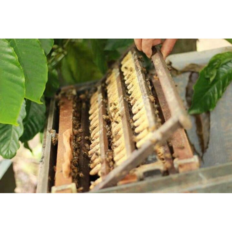 Mật ong hoa cà phê nguyên chất