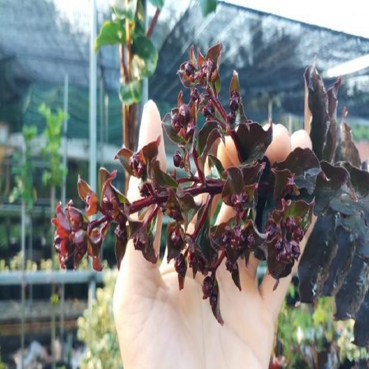CÂY HOA TƯỜNG VI HUYẾT LONG GHÉP BẰNG LĂNG