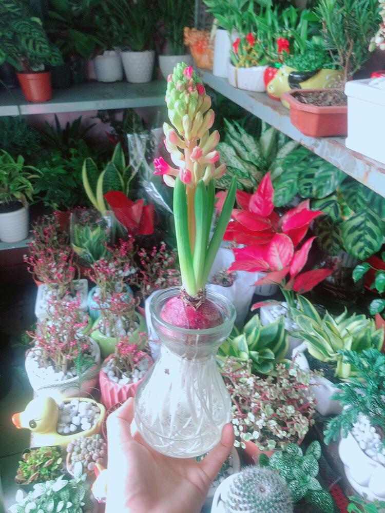 Củ Ông Tiên Kèm Chậu