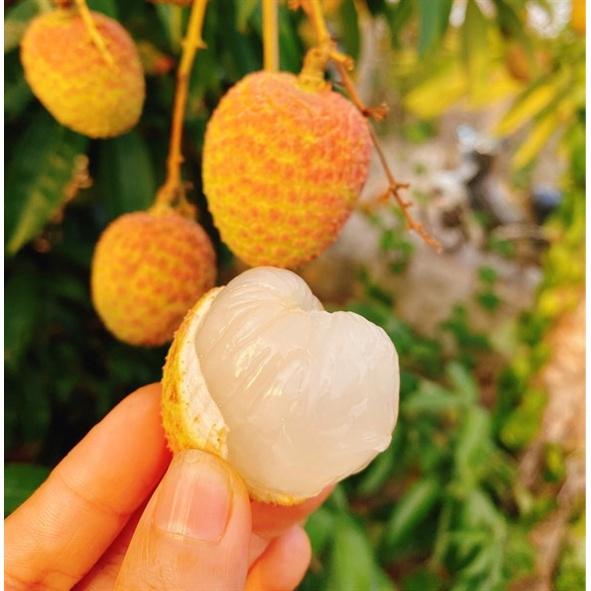 Cây giống Vải U Hồng BẦU TO, CÂY CHIẾT CAO HƠN 1M