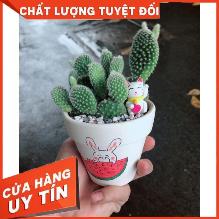 Chậu sen đá tiểu cảnh 8