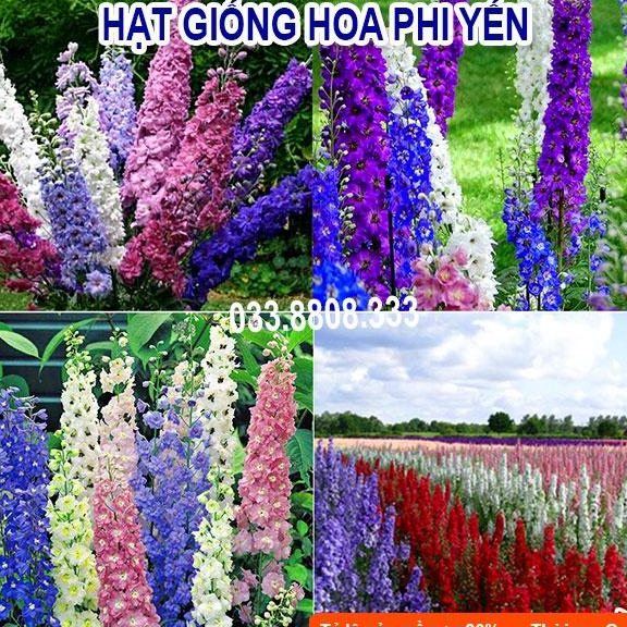 Hạt giống hoa Phi yến nhiều màu dễ trồng có hướng dẫn gieo ươm