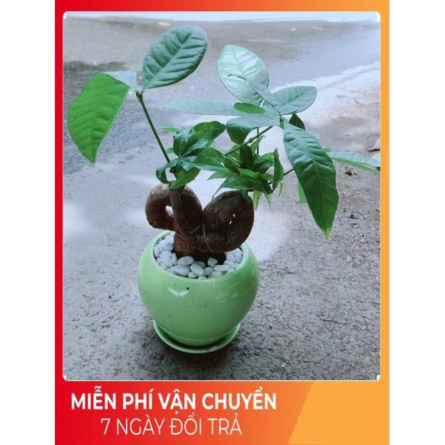 Chậu Kim Ngân Nơ