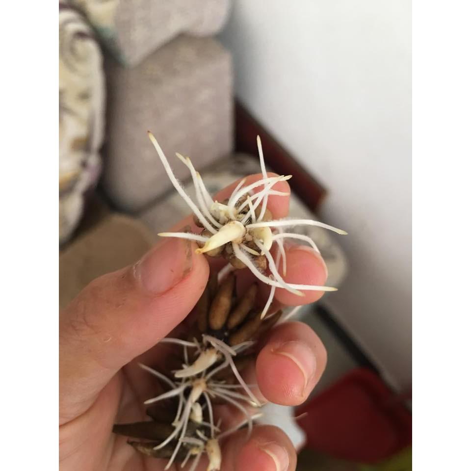 Củ hoa hồng mao lương màu hồng nhạt