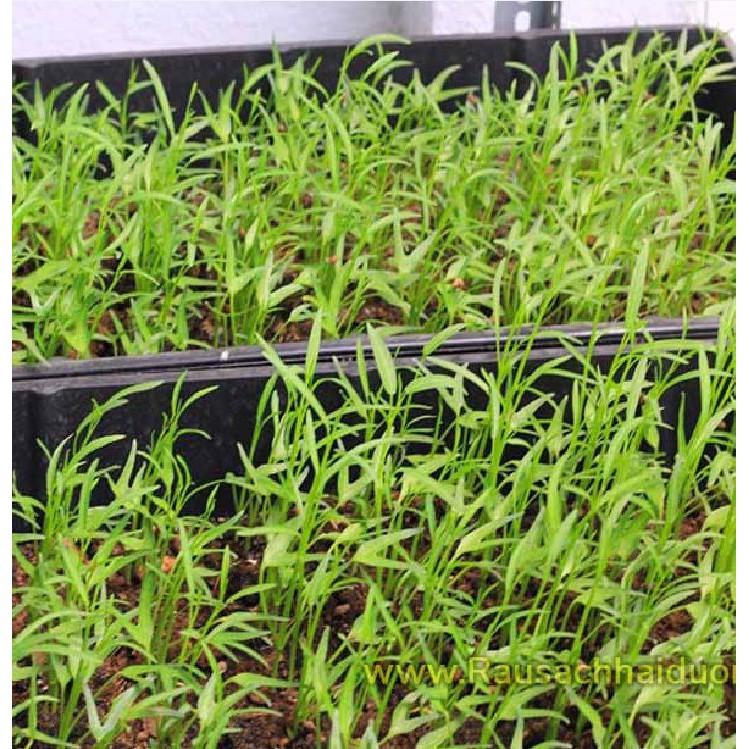 Combo 3 gói hạt giống rau muống cao sản