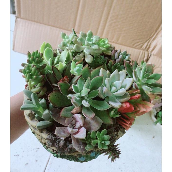Chậu Sen Đá Tiểu Cảnh
