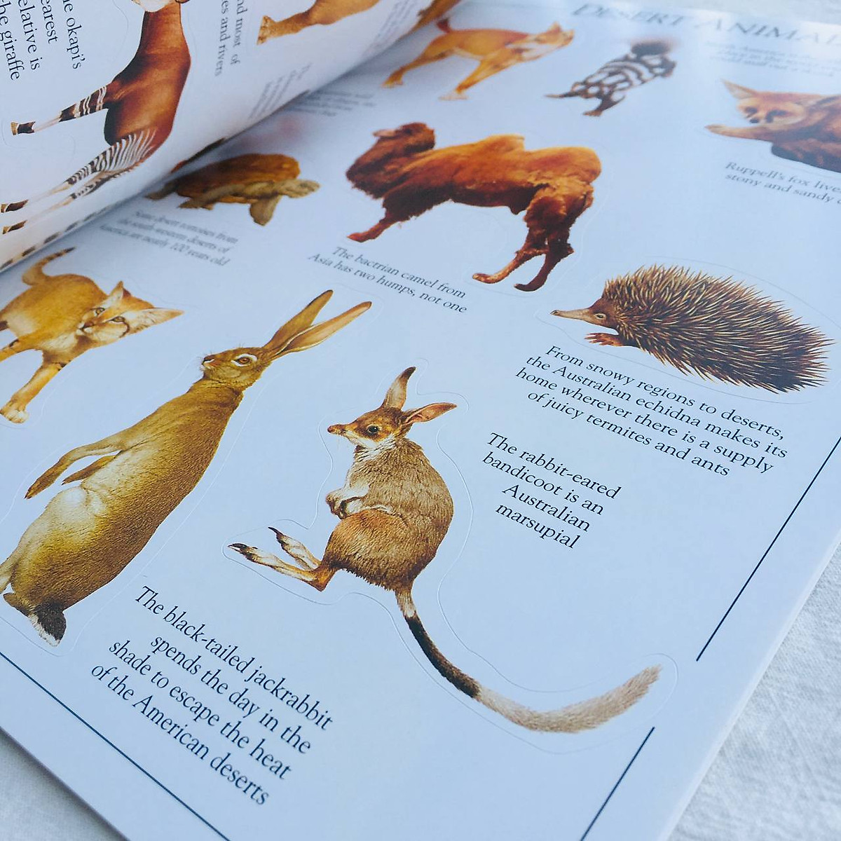Ultimate Sticker Book Animal