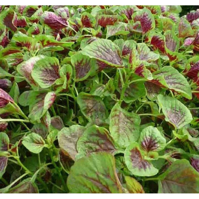 Combo 3 gói hạt giống rau dền khoang -gói 20gram- tặng kèm 1 gói phân bón-ABC